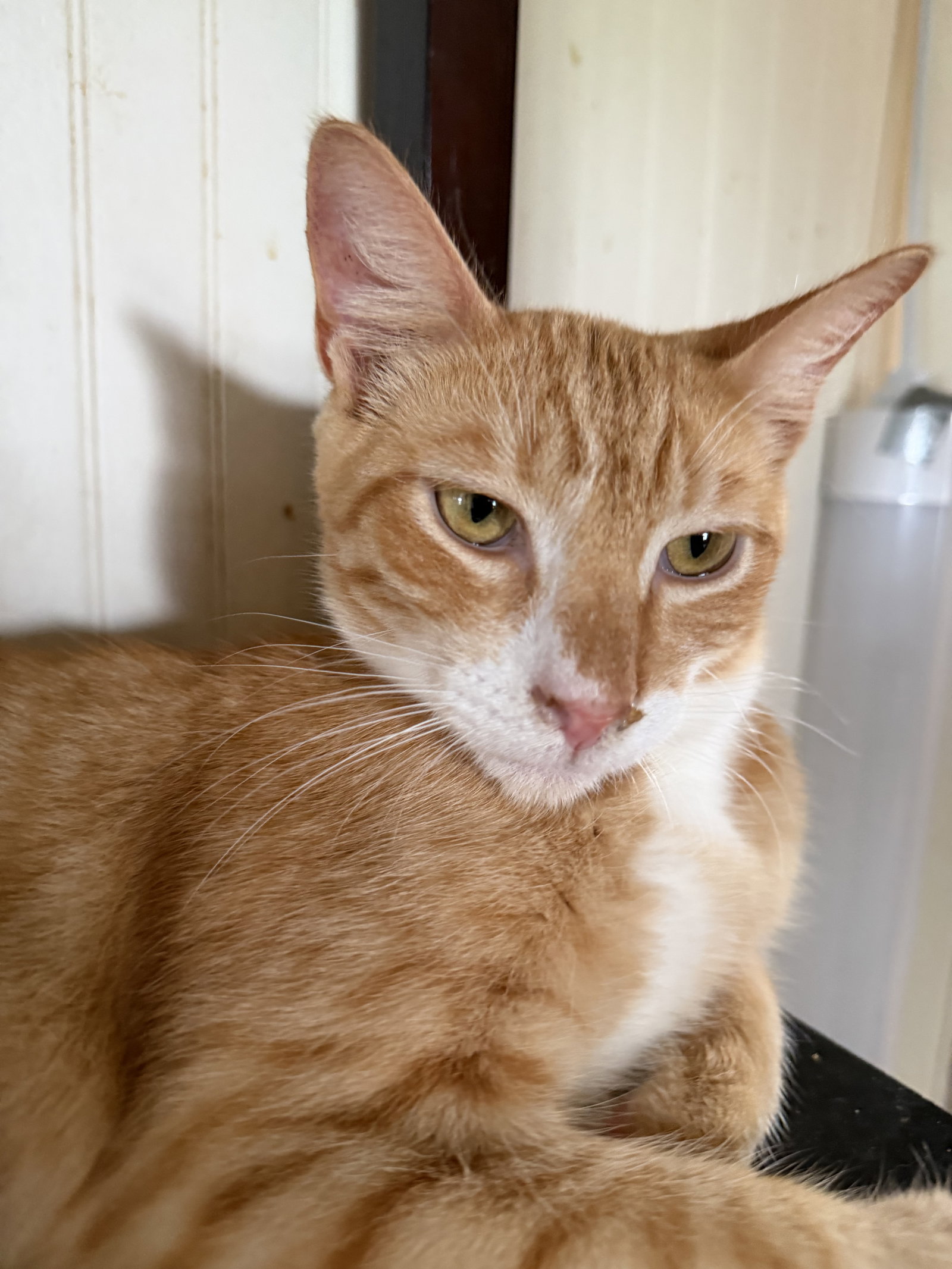 Tang, Domestic Short Hair