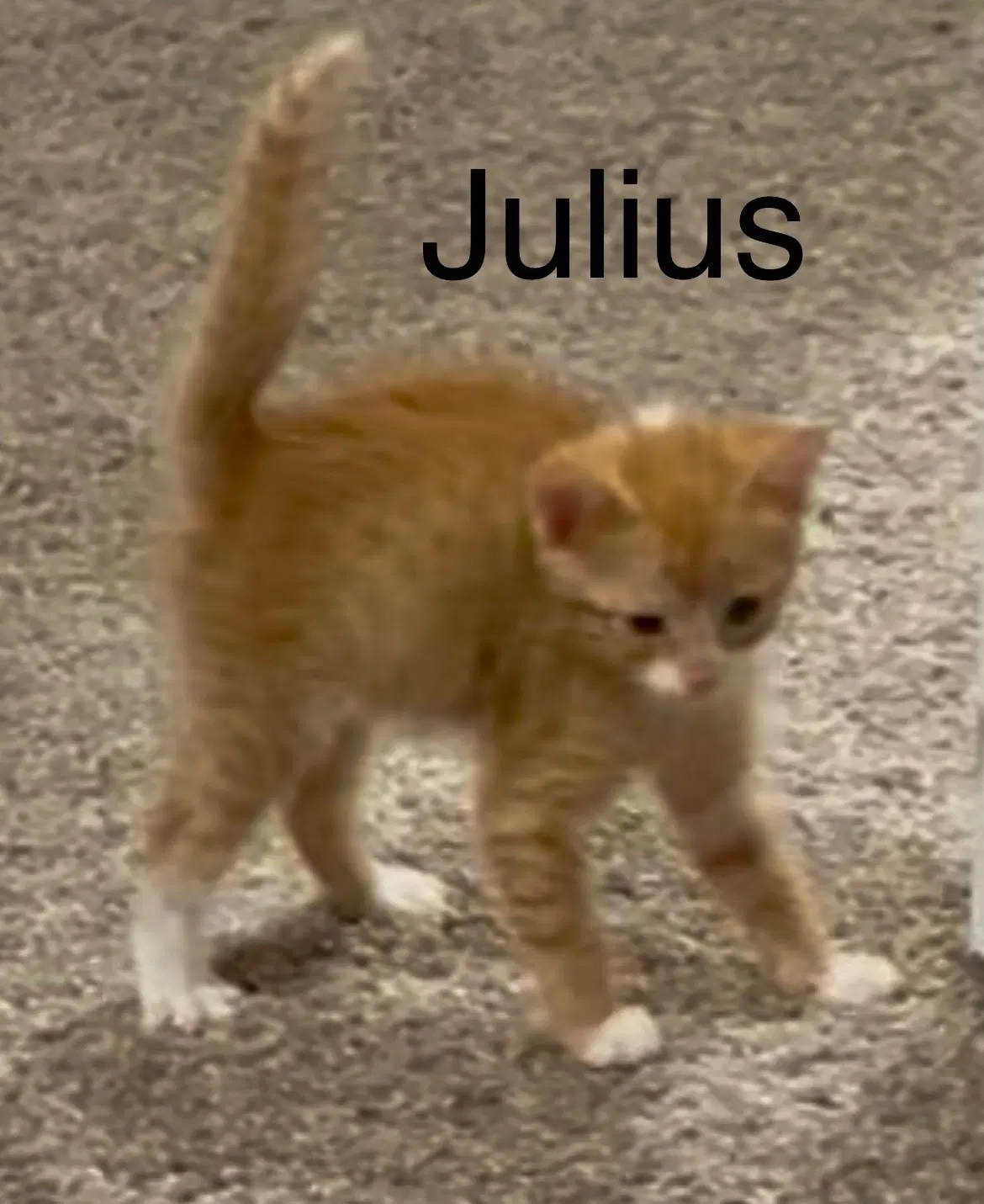 Julius - Domestic Short Hair