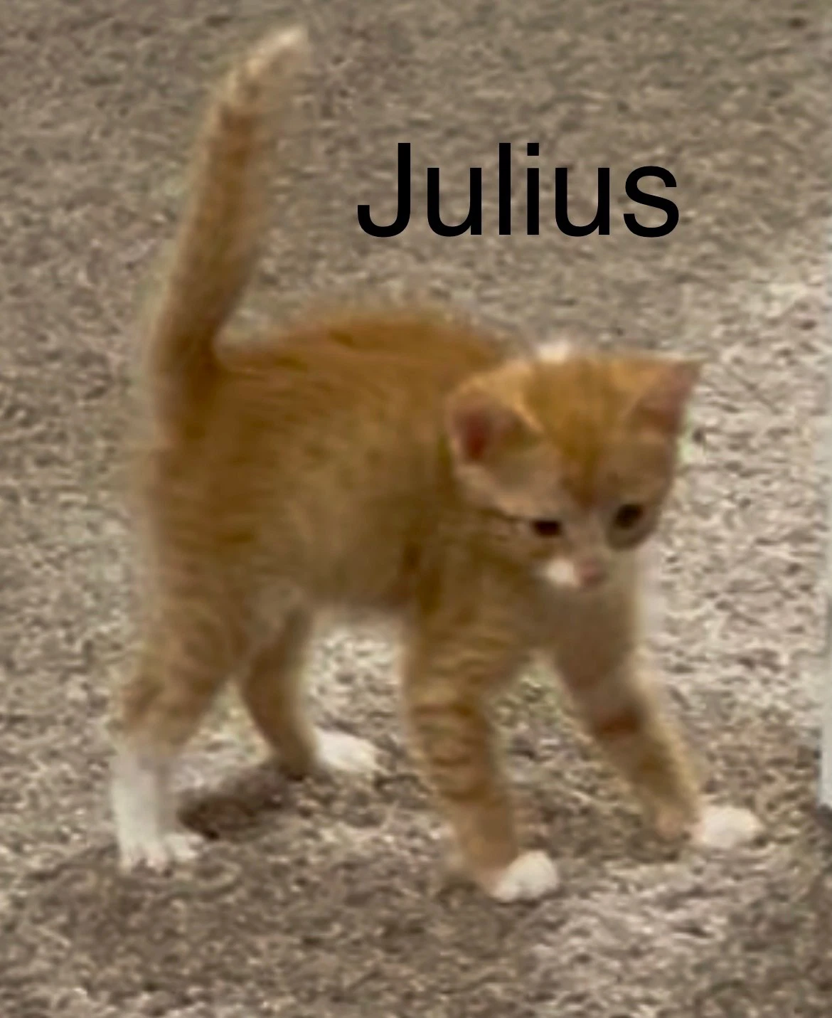 Julius