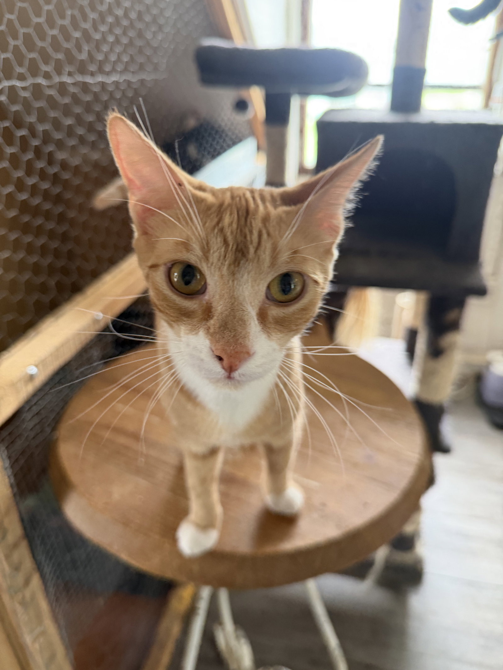 Julius, Domestic Short Hair