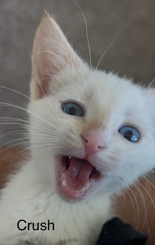 Crush, an adoptable Siamese in Winter Garden, FL