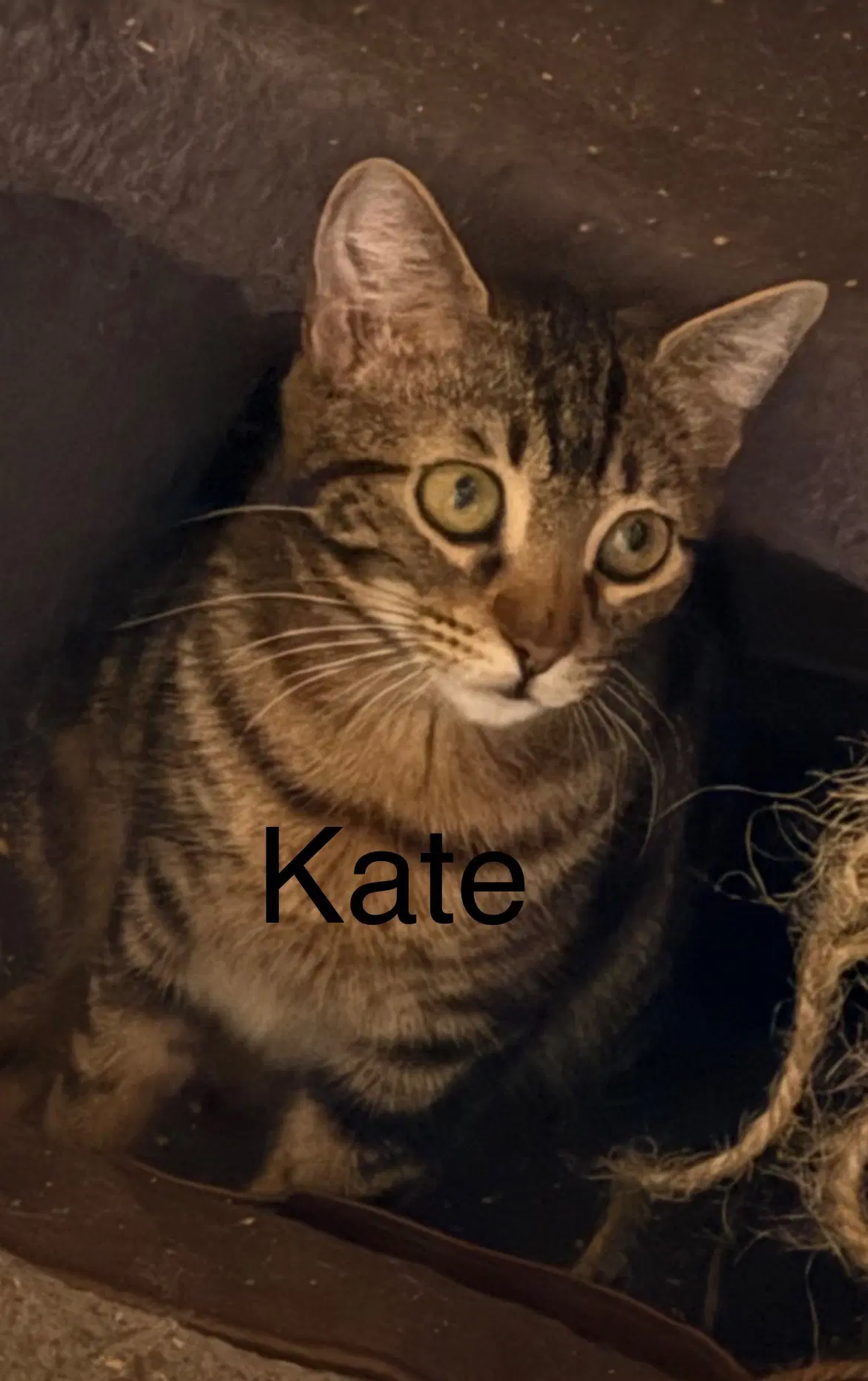Kate - Domestic Short Hair