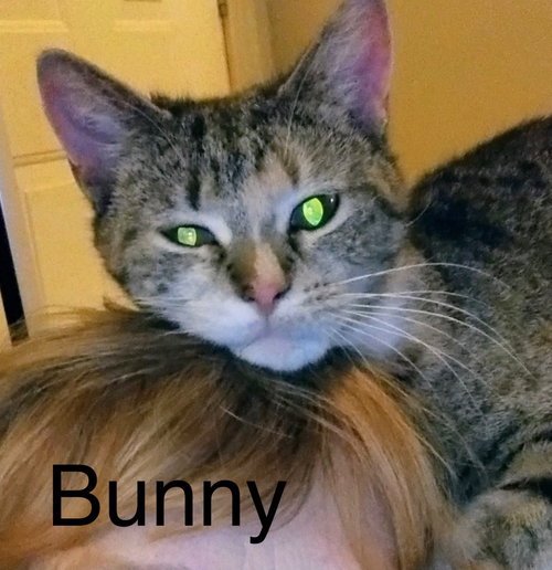 Bunny, an adoptable Tabby in Winter Garden, FL