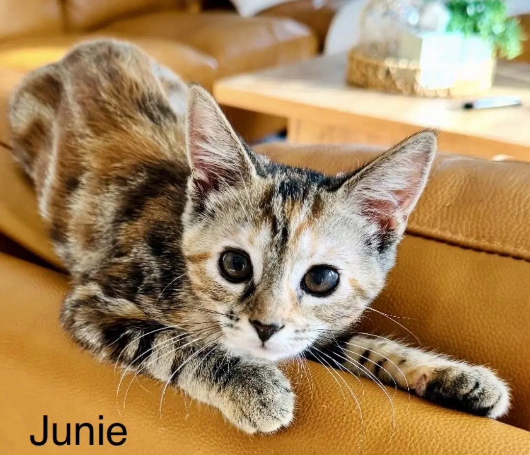 Junie image 1