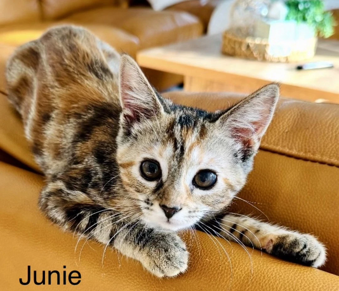 Junie