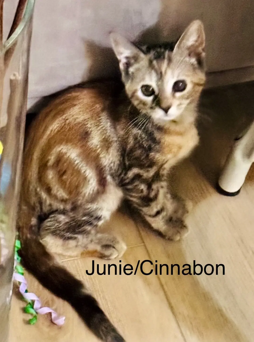 Junie image 2