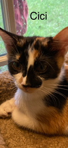 Cici