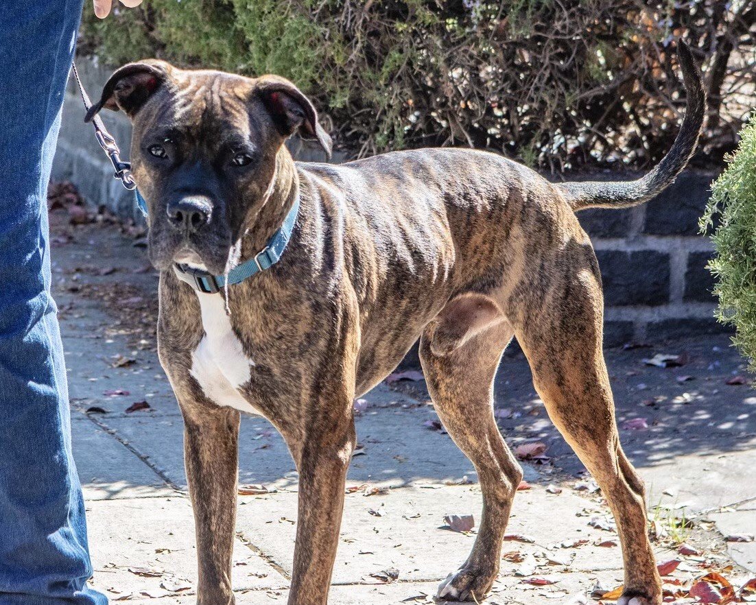 adoptable Dog in Napa, CA named MILO