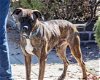 adoptable Dog in napa, CA named MILO