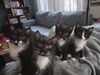 KITTEN 1