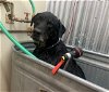 adoptable Dog in napa, CA named BANDIT