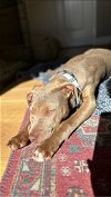adoptable Dog in napa, CA named SAGE