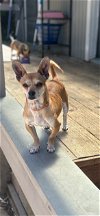 adoptable Dog in napa, CA named OSCAR