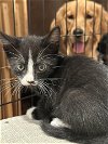 adoptable Cat in napa, CA named MUSTACHE