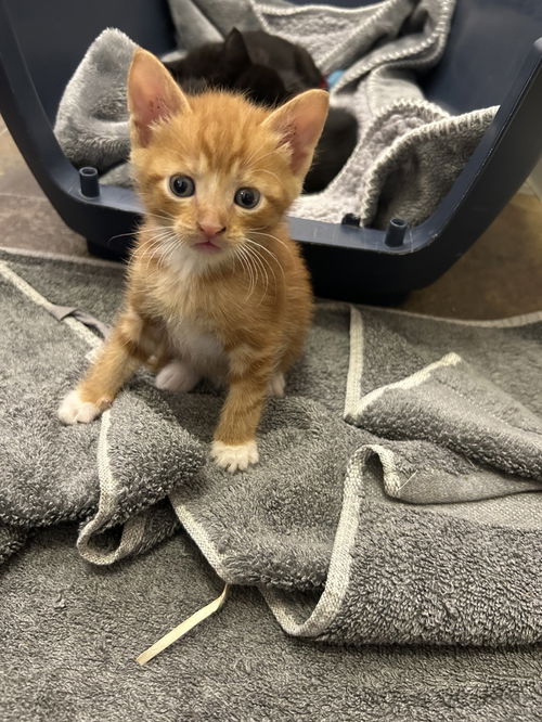 ORANGE KITTEN