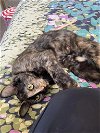 adoptable Cat in napa, CA named PAWLOMA