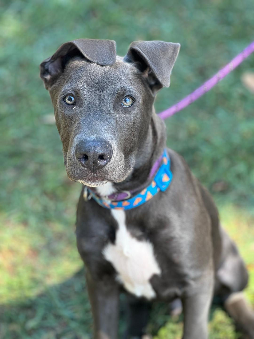 adoptable Dog in Napa, CA named HANK