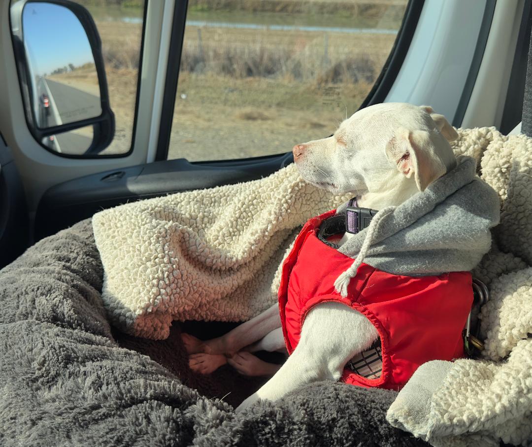 adoptable Dog in Napa, CA named BENNY