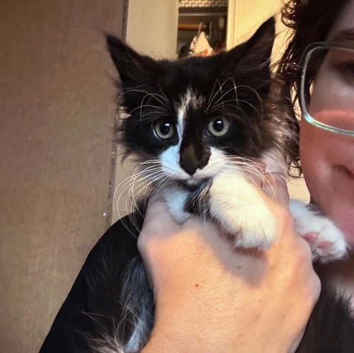 picture of the cat needing adoption