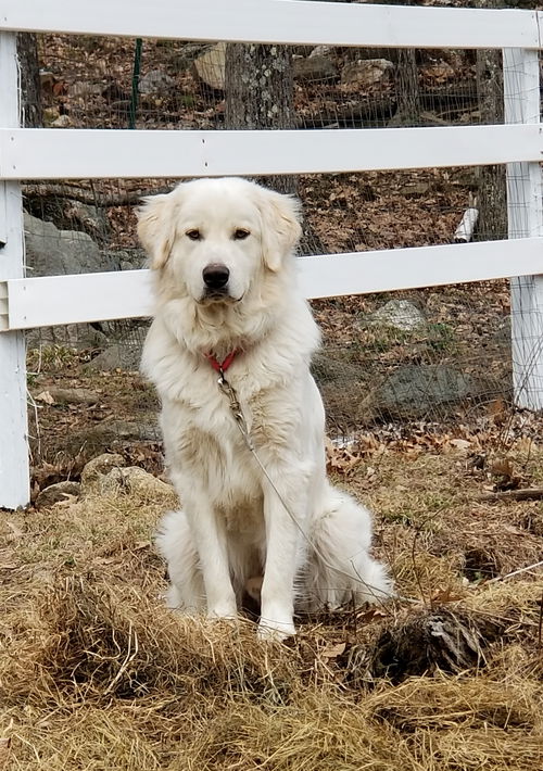 Rocky in NH