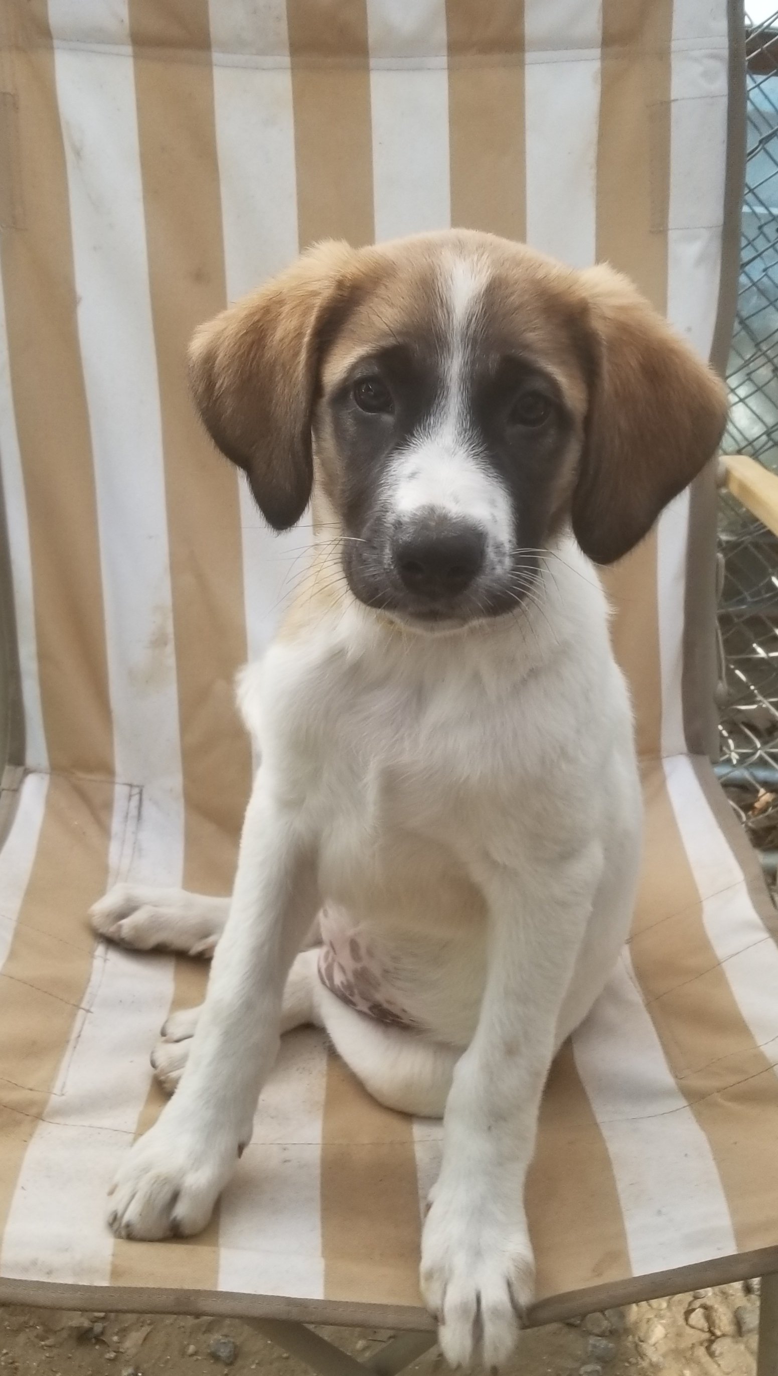 adoptable Dog in Newport, NH named Flo