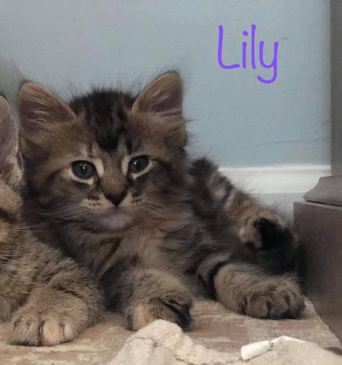 Lily