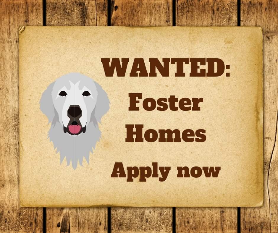 adoptable Dog in Newport, NH named Foster Homes Wanted