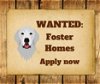 Foster Homes Wanted