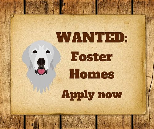 Foster Homes Wanted