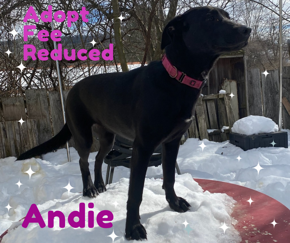 adoptable Dog in Newport, NH named Andie - in VT