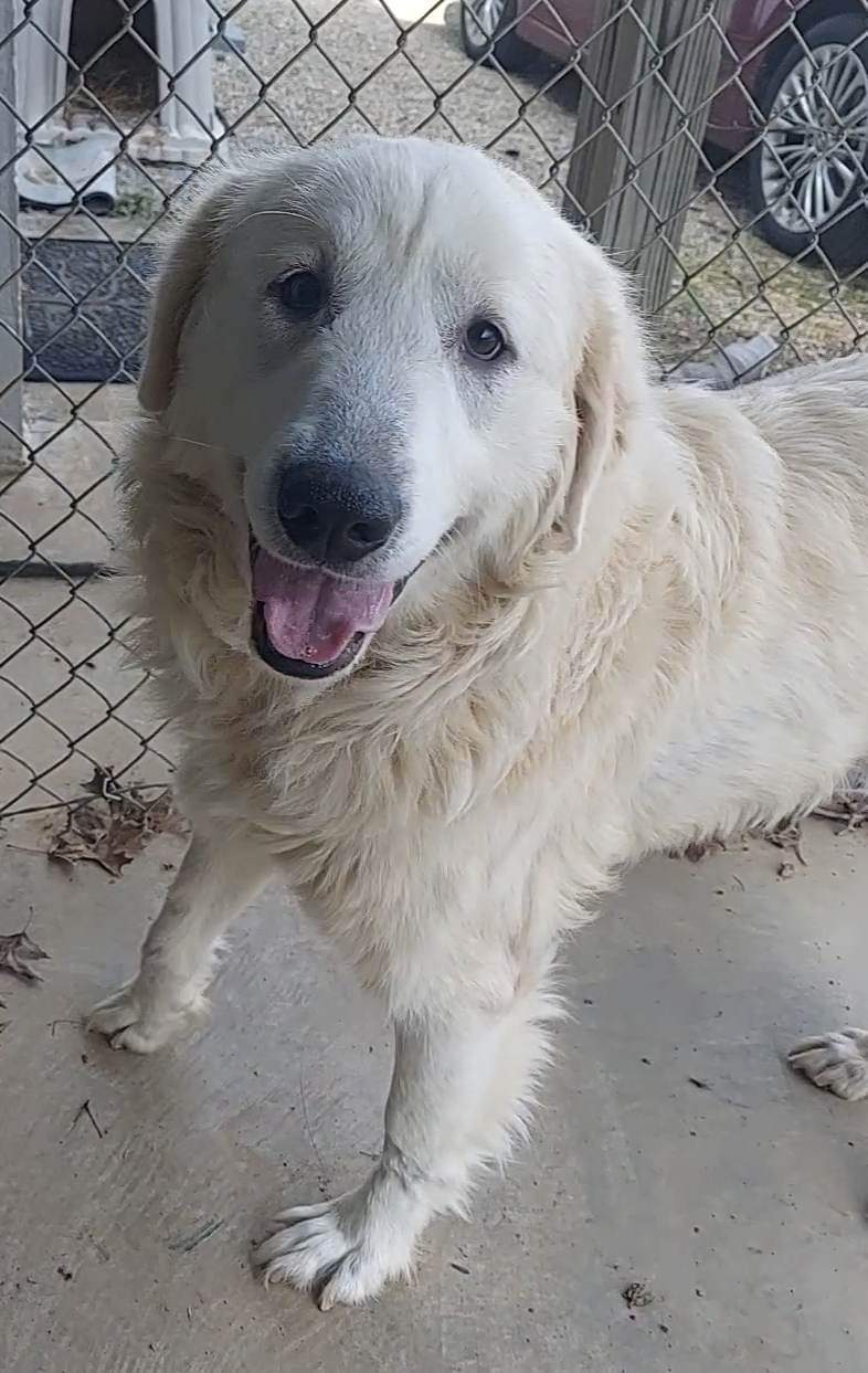 Dog for Adoption Peanut in NH, a Great Pyrenees in Chichester, NH