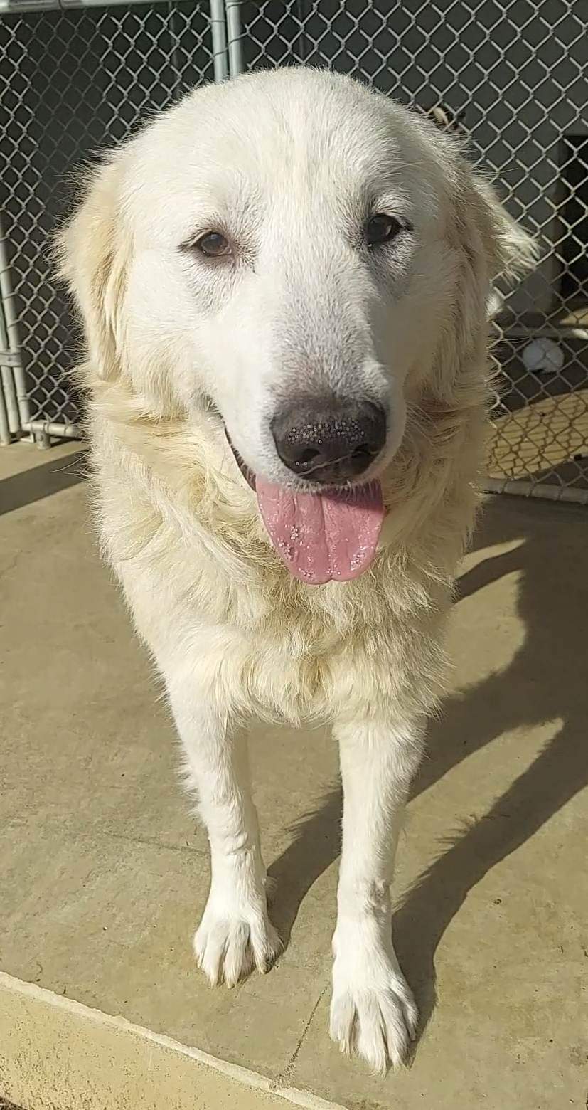 Dog for Adoption Peanut in NH, a Great Pyrenees in Chichester, NH