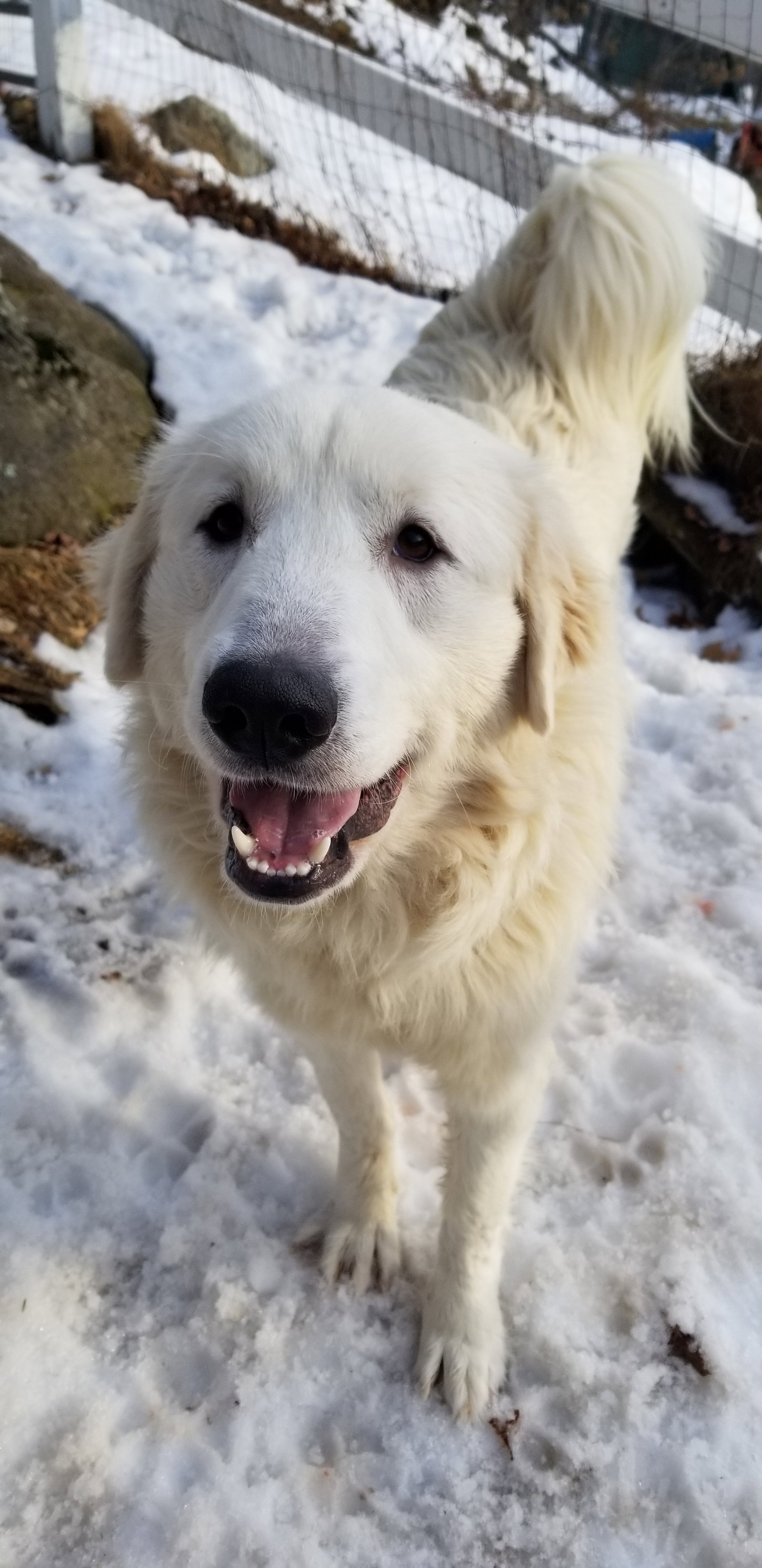 Dog for Adoption Peanut in NH, a Great Pyrenees in Chichester, NH