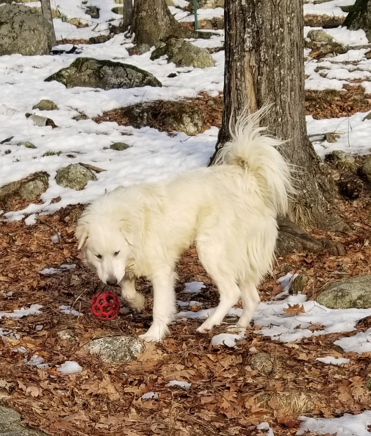 Dog for Adoption Peanut in NH, a Great Pyrenees in Chichester, NH