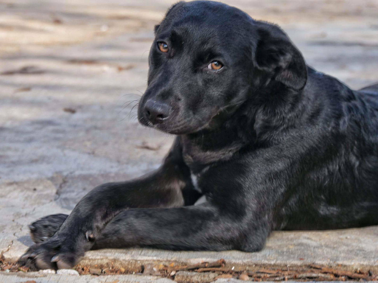 dog-for-adoption-paisley-special-adoption-fee-250-a-black-labrador