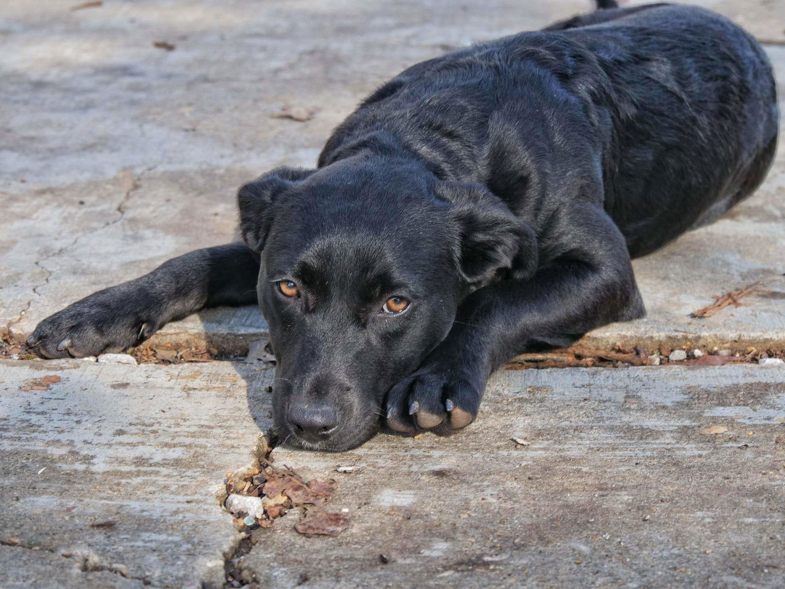 dog-for-adoption-paisley-special-adoption-fee-250-a-black-labrador