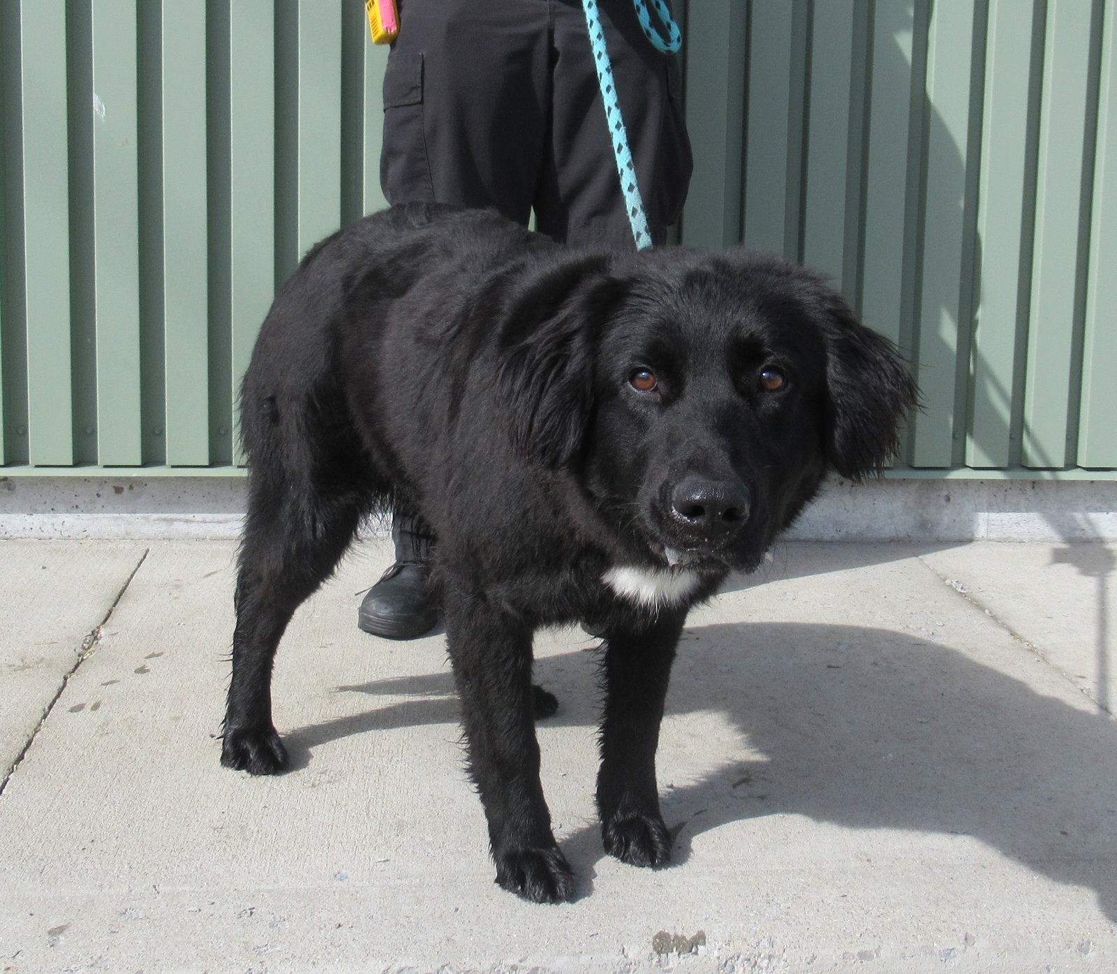 Dog for Adoption Tucker coming soon, a Flatcoated Retriever in