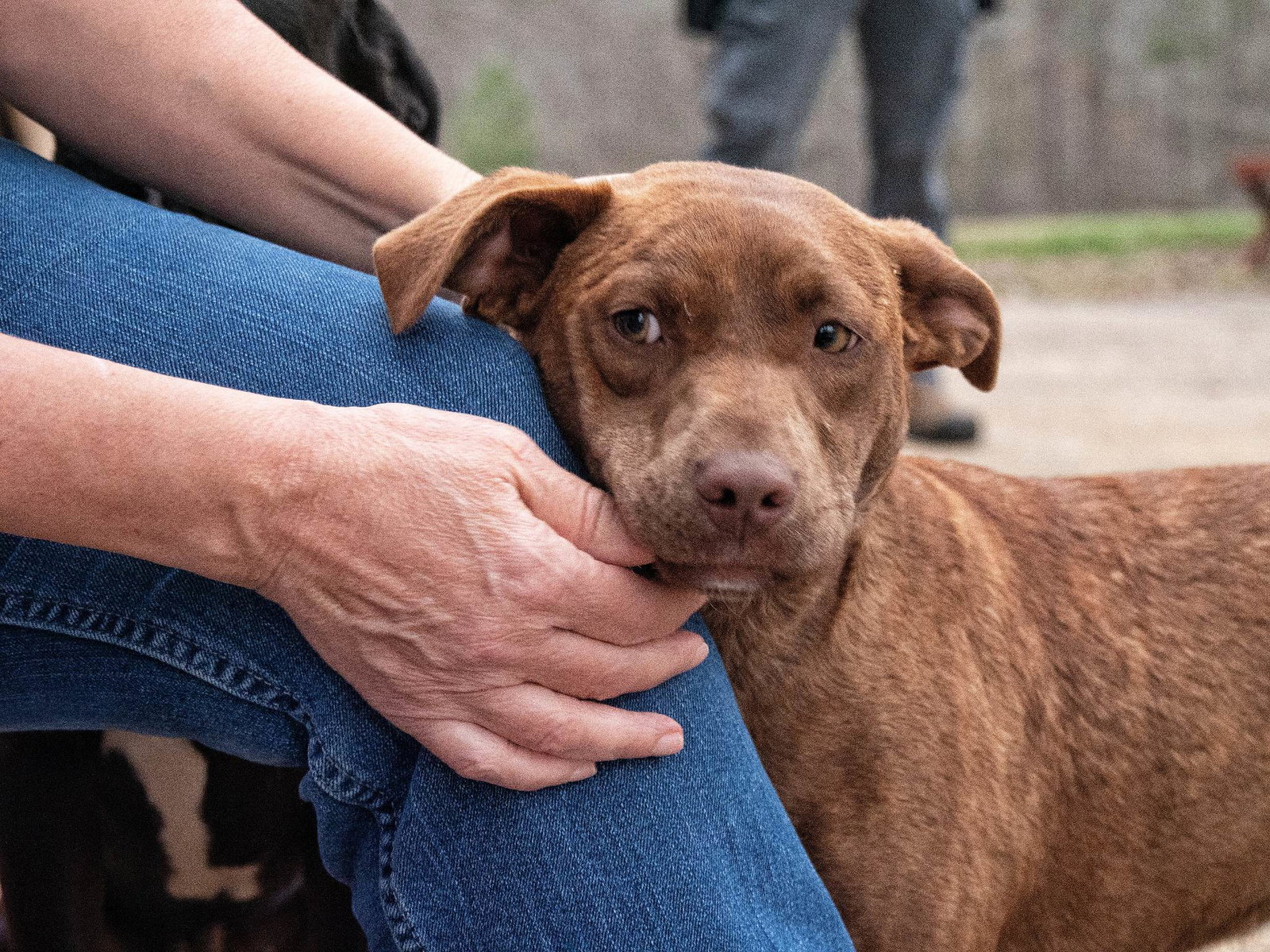 Dog for Adoption Peaches 250 adopt fee, a Labrador Retriever in