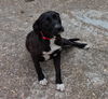 Pearl in NH -$250 adopt fee