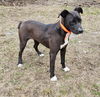 Pearl in NH -$250 adopt fee