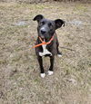 Pearl in NH -$250 adopt fee