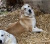 adoptable Dog in , NH named Amerigo arrives mid April