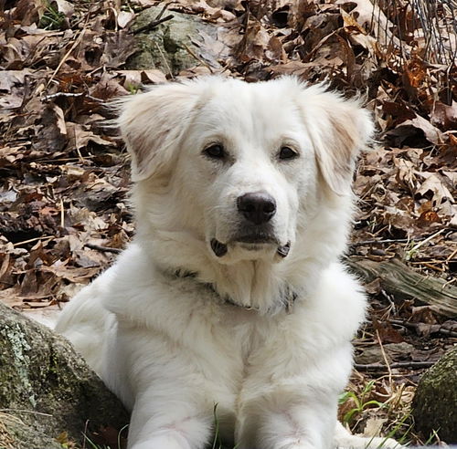 Sophie in NH