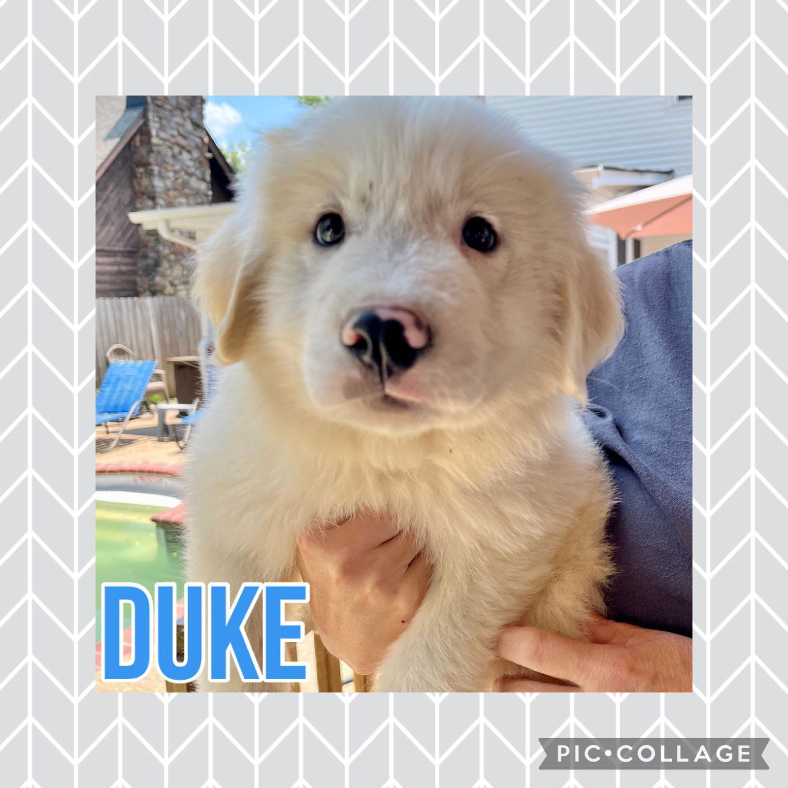 Dog for Adoption - Duke available July 7, a Great Pyrenees in ...