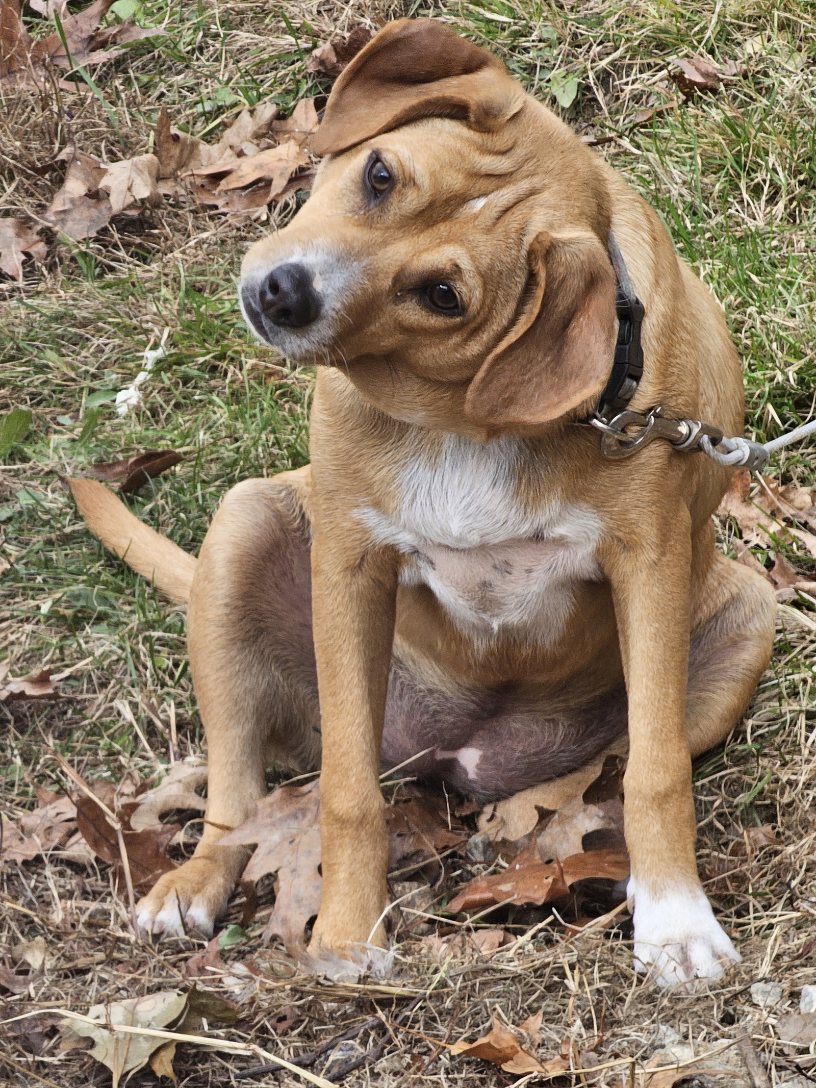 Dog for Adoption Gogglespartial adopt fee!, a Australian Shepherd in Manchester Center, VT