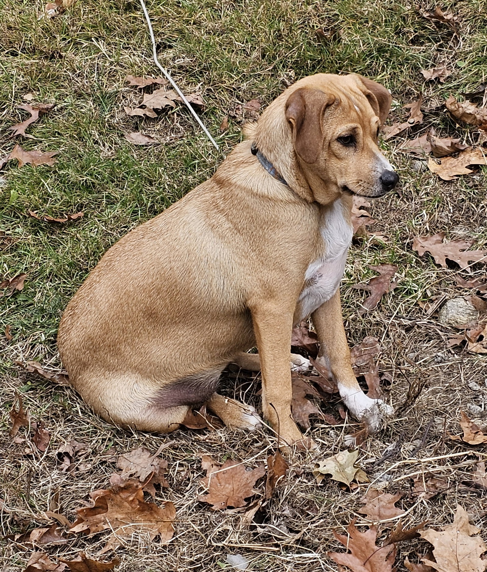 Dog for Adoption Gogglespartial adopt fee!, a Australian Shepherd in Manchester Center, VT