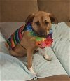 adoptable Dog in , NH named Paddle -pending