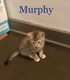 Murphy