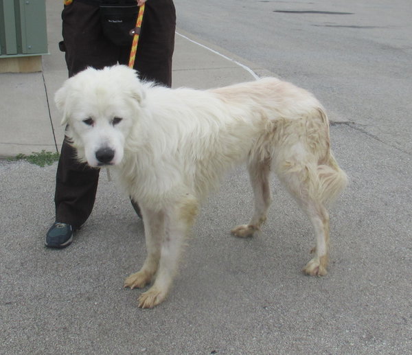Levi *sanctuary dog* in NH