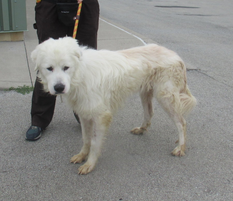Levi *sanctuary dog* in NH